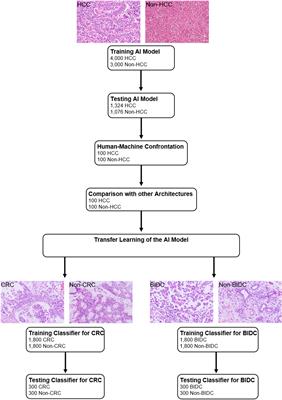 Deep Learning-Based Universal Expert-Level Recognizing Pathological Images of Hepatocellular Carcinoma and Beyond